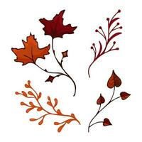 Vector branches in autumn colors. Twigs maple, aspen, coniferous, herbs. Vector illustration