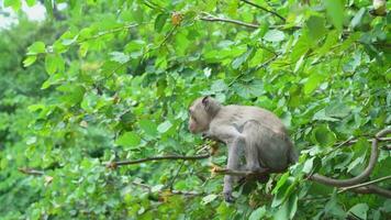 macaco na árvore video