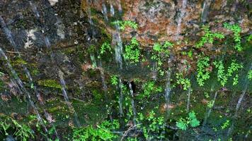 närbild växter och mossa Bakom de vattenfall video