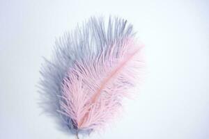 Ostrich colored feathers on a white background. A pen on an isolated background. photo