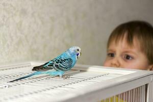 A beautiful blue budgie sits without a cage. Tropical birds at home. photo