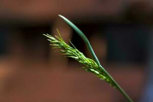 Macro photography of a blade of grass on a softly defocused background. Soft natural colors and fine details of the grass. Macro photography of plants. Selective focus. photo