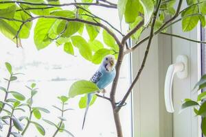 A beautiful blue budgie sits without a cage on a house plant. Tropical birds at home. photo