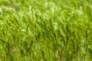 Natural green background of growing grass with selective focus. Green meadow. Fresh green grass background. Natural texture. photo