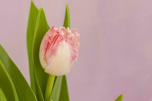 Delicate pink tulip close-up on a pink background. Spring mood. Spring greeting card for Mother's Day or Women's Day, Valentine's Day. photo