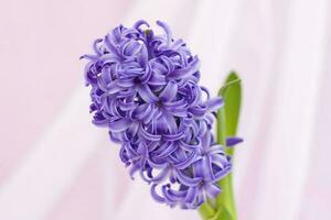 Blue hyacinth flower on a delicate background close-up. Flower bud, macro photography. Close-up of a beautiful blue hyacinth flower. The first spring flower is a blue hyacinth. Selective Focus. photo