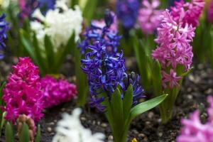 Blooming spring hyacinth flower in a flower bed. Colorful hyacinths, traditional Easter flowers, floral background. Close-up macro photography, selective focus. photo