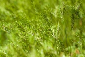 Natural green background of growing grass with selective focus. Green meadow. Fresh green grass background. Natural texture. photo