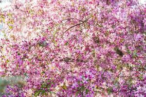 Apple tree in bloom, pink bright flowers. Spring flowering of the apple orchard. Floral background for presentations, posters, banners, and greeting cards. photo