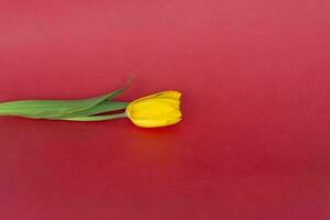 tulipán amarillo sobre un fondo rojo. flores de primavera, el concepto de primavera o vacaciones, 8 de marzo, día internacional de la mujer, foto