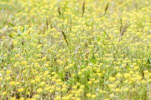 A meadow field with fresh grass and yellow flowers. Summer spring natural landscape. A blooming landscape background for a postcard, banner, or poster photo
