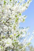 Nature in spring. A branch with white spring flowers on the tree. A flowering tree. A blooming landscape background for a postcard, banner, or poster. photo