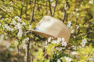 In the garden, there is a garden hat on a tree with white cherry blossoms. Gardening and gardening, photo