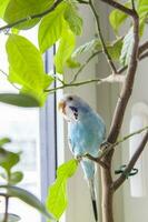 A beautiful blue budgie sits without a cage on a house plant. Tropical birds at home. photo