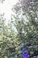 Nature in spring. A branch with white spring flowers on the tree. A flowering tree. A blooming landscape background for a postcard, banner, or poster. photo