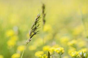 un campo de pradera con hierba fresca y flores amarillas. paisaje natural de primavera de verano. un fondo de paisaje floreciente para una postal, pancarta o póster foto