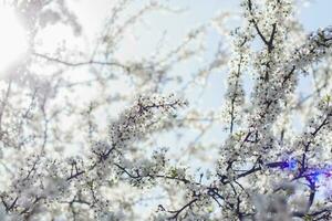 Nature in spring. A branch with white spring flowers on the tree. A flowering tree. A blooming landscape background for a postcard, banner, or poster. photo