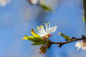 Nature in spring. A branch with white spring flowers on the tree. A flowering tree. A blooming landscape background for a postcard, banner, or poster. photo