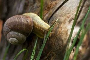 Large white snails-mollusks with a brown striped shell, crawling on rocks in the sun. Snail close - up in the natural environment, photo