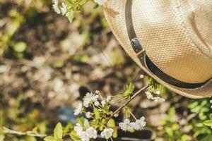 In the garden, on a tree with white cherry blossoms, there is a garden hat, and under it are boots. Gardening and gardening, photo