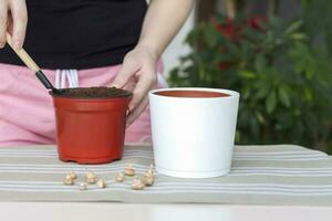 The girl plants flower bulbs in the ground in a pot. Plant flowers. Grows at home. photo