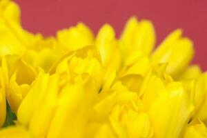 A bouquet of fresh yellow tulips on a red background. Spring flowers. The concept of spring or holiday, March 8, International Women's Day, photo