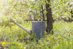 An old iron watering can stands in the garden. Gardening and gardening, photo