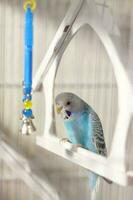 un periquito. un azul periquito se sienta en un jaula. aves de corral. foto