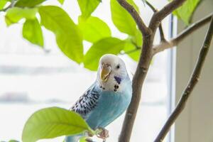 un hermosa azul periquito se sienta sin un jaula en un casa planta. tropical aves a hogar. foto