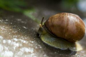 Large white snails-mollusks with a brown striped shell, crawling on rocks in the sun. Snail close - up in the natural environment, photo