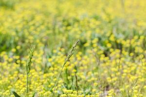 A meadow field with fresh grass and yellow flowers. Summer spring natural landscape. A blooming landscape background for a postcard, banner, or poster photo