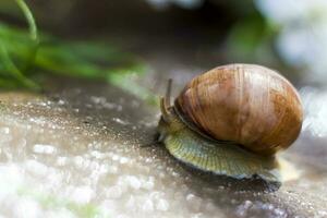 Large white snails-mollusks with a brown striped shell, crawling on rocks in the sun. Snail close - up in the natural environment, photo