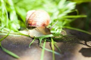 Large white snails-mollusks with a brown striped shell, crawling on rocks in the sun. Snail close - up in the natural environment, photo