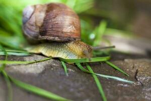 Large white snails-mollusks with a brown striped shell, crawling on rocks in the sun. Snail close - up in the natural environment, photo