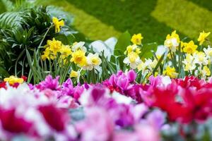 A flower bed with yellow daffodils blooming in the spring garden. In the spring, daffodils of various types bloom in the garden. A blooming daffodil. Blooming daffodils in spring photo