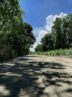 país la carretera en el bosque foto