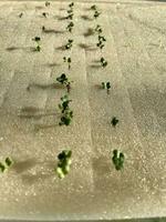 seedlings on the nursery tray photo