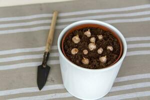 Freshly planted flower bulbs in the ground in a pot. Growing at home. photo