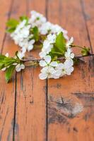 A sprig of white flowers on a dark, worn rustic wooden table. Cherry tree flowers. Selective focus. photo