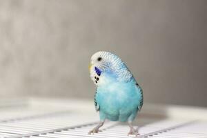 A beautiful blue budgie sits without a cage. Tropical birds at home. photo