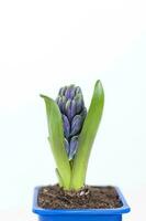 Blue hyacinth flower isolated on a white background. Flower bud. Close-up of a beautiful blue hyacinth flower. Blue hyacinth on a white background. photo