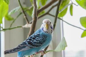 A beautiful blue budgie sits without a cage on a house plant. Tropical birds at home. photo