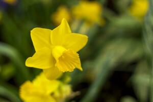 A flower bed with yellow daffodils blooming in the spring garden. In the spring, daffodils of various types bloom in the garden. A blooming daffodil. Blooming daffodils in spring. Flower close-up. photo