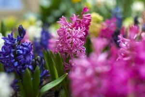 Blooming spring hyacinth flower in a flower bed. Colorful hyacinths, traditional Easter flowers, floral background. Close-up macro photography, selective focus. photo