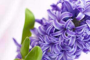 Blue hyacinth flower on a delicate background close-up. Flower bud, macro photography. Close-up of a beautiful blue hyacinth flower. The first spring flower is a blue hyacinth photo