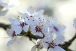 naturaleza en primavera. un rama con blanco primavera flores en el árbol. un floración árbol. un floreciente paisaje antecedentes para un tarjeta postal, bandera, o póster. foto