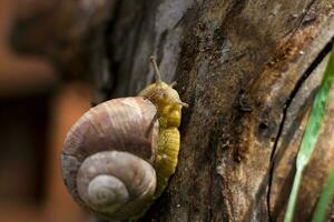 Large white snails-mollusks with a brown striped shell, crawling on rocks in the sun. Snail close - up in the natural environment, photo