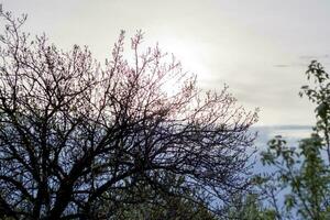 hermosa vista del sol poniente a través de las ramas de un árbol. las ramas se están extendiendo. foto