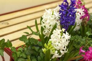 Blooming spring hyacinth flower in a flower bed. Colorful hyacinths, traditional Easter flowers, floral background. Close-up macro photography, selective focus. photo