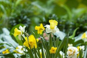 A flower bed with yellow daffodils blooming in the spring garden. In the spring, daffodils of various types bloom in the garden. A blooming daffodil. Blooming daffodils in spring photo